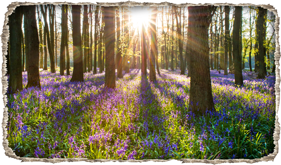 מדבקת חור בקיר עם נוף של יער מכוסה פרחי לבנדר