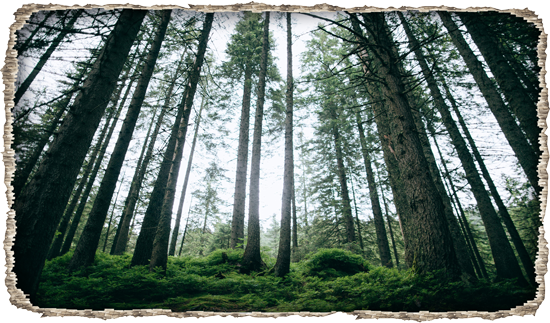 מדבקת חור בקיר | יער עם עצים גבוהים וירוקים