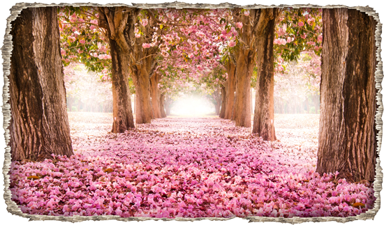 דבקת קיר תלת מיימדית עם עיצוב יפיפה של שביל מכוסה בפרחים ורודים