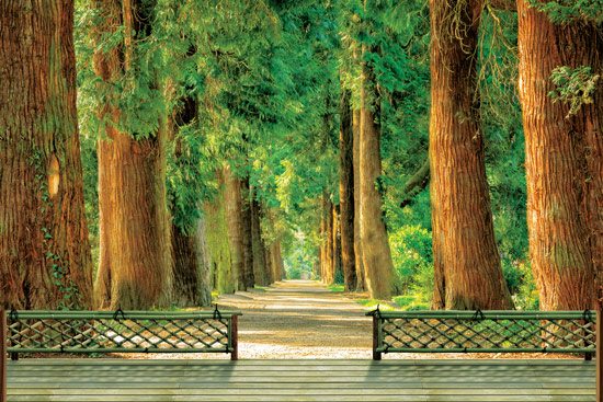 מדבק טפט של מרפסת עץ עם נוף ליער ירוק ויפה