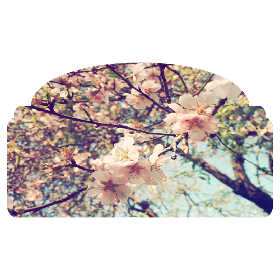 מדבקת קיר | מדבקת ראש מיטה בעיצוב של פריחה ורודה