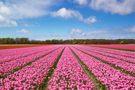 טפט | שדה גדול של פרחים ורודים