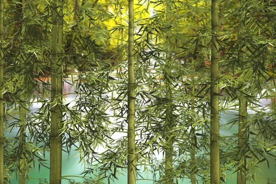 טפט | אגם עם במבוקים