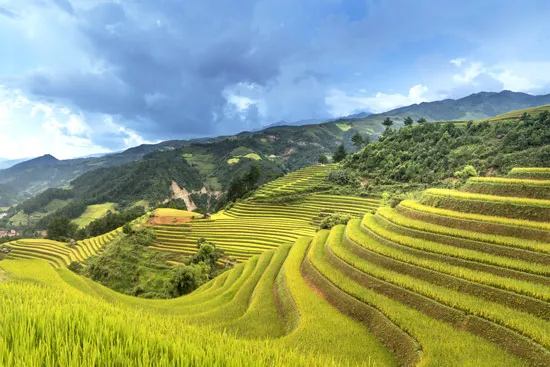 מדבקת טפט | שדות ירוקים