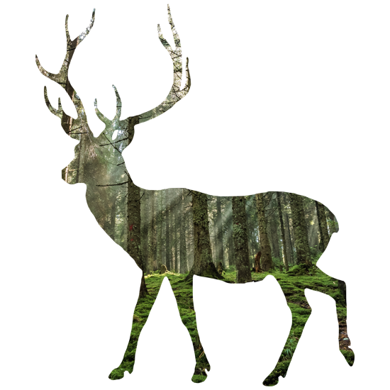 מדבקת קיר | אייל מעוצב