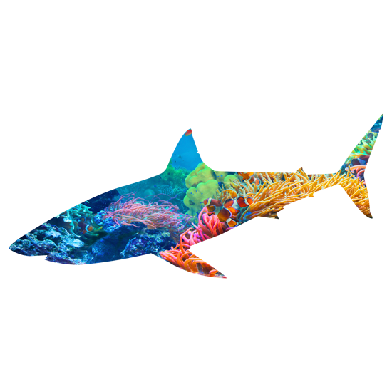 מדבקת קיר | כריש בשונית אלמוגים