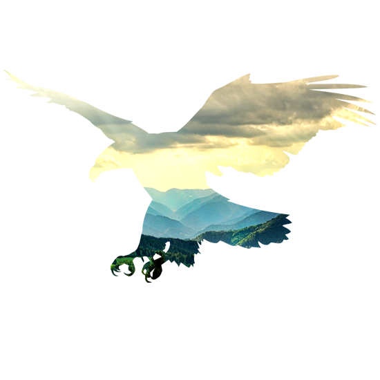 מדבקת קיר | נשר בשמים