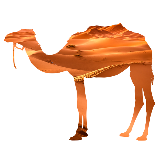 מדבקת קיר | גמל במדבר