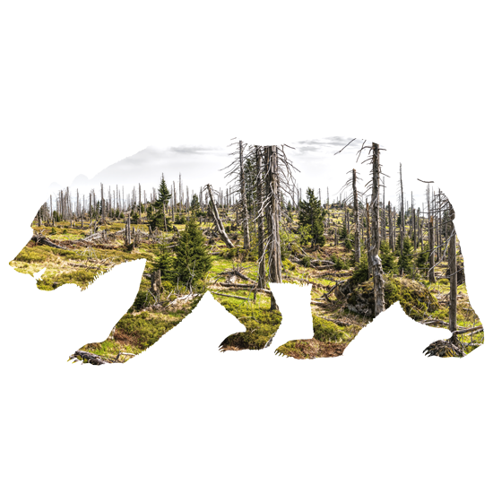 מדבקת קיר | דוב ביערות