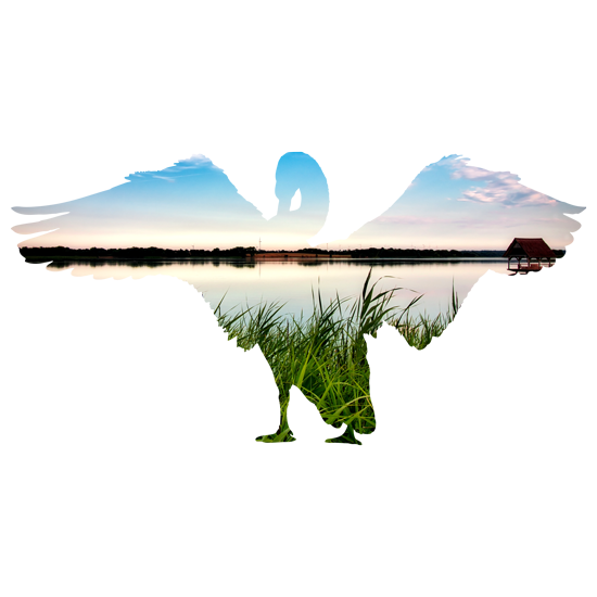 מדבקת קיר | ברבור אצילי באגם