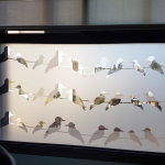 מדבקת זכוכית | ציפורים יושבות על חוט חשמל