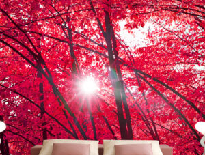 טפט - עצים אדומים