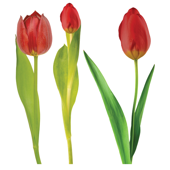 מדבקות - פרחי צבעוני