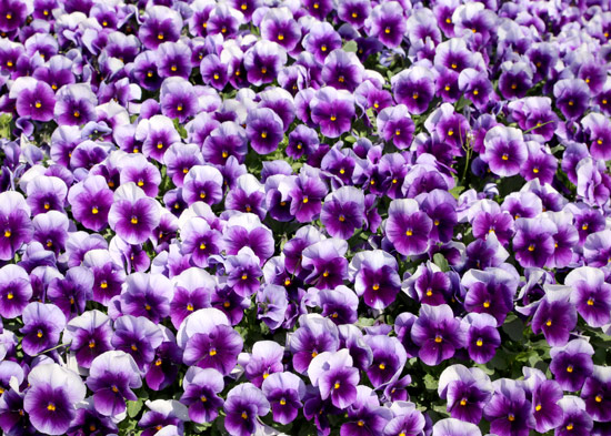 טפט - שדה פרחים סגולים
