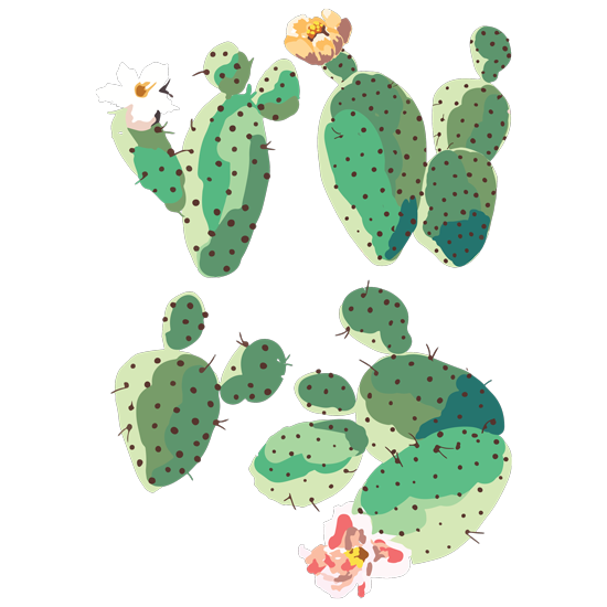 סט מדבקות - קקטוסים