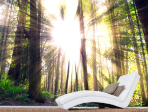 טפט - קרני שמש חמימות