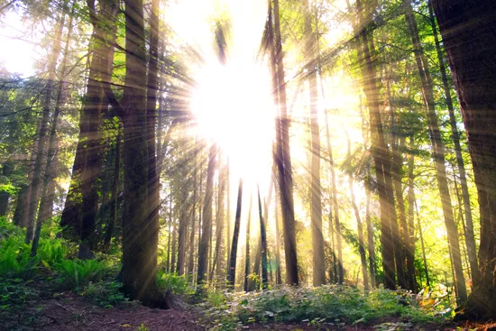 טפט - קרני שמש חמימות