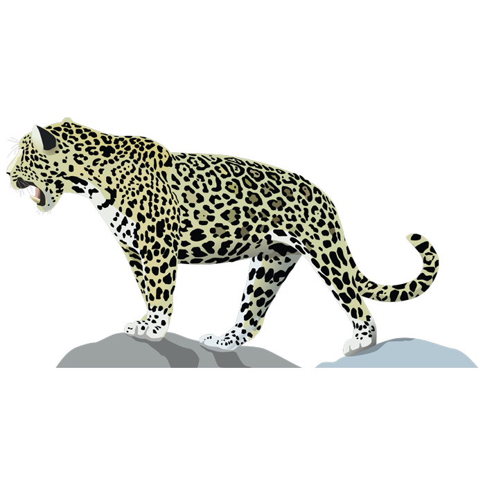 מדבקה - נמר יפיפה