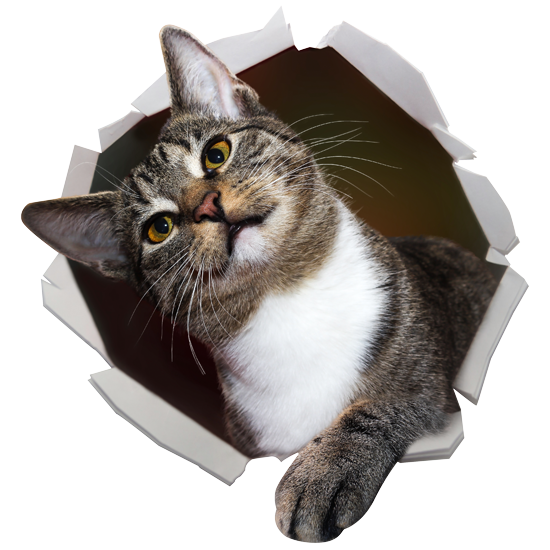 מדבקה - חתול מתוק