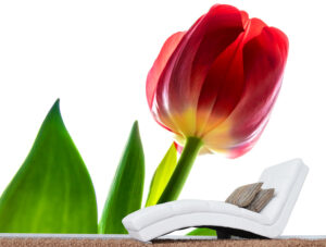 טפט - טוליפ אדום