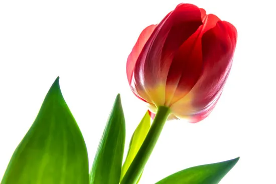 טפט - טוליפ אדום