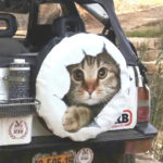 מדבקה חתלתול שובב