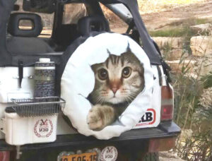 מדבקה חתלתול שובב