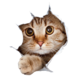 מדבקה חתלתול שובב