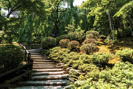 מדבקת טפט | מדרגות בטבע
