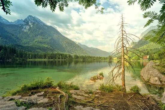 טפט עץ בשלכת לסלון