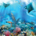 טפט - חיים מתחת למים