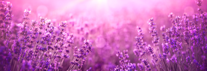 מדבקת טפט | שדה פרחים סגולים