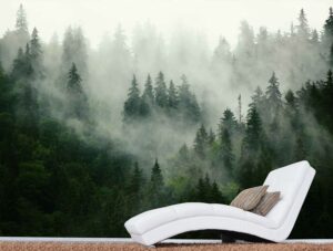 מדבקת טפט | יער בערפל