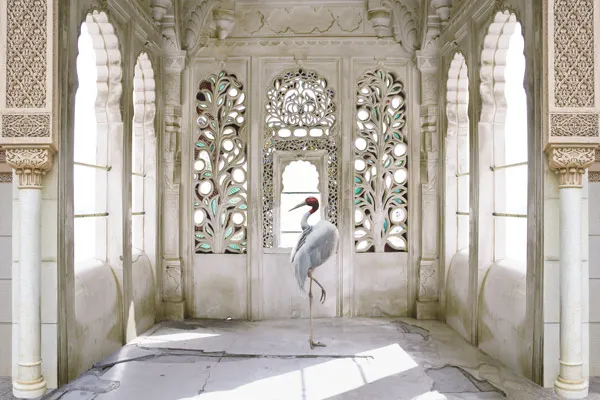 מדבקת טפט | ציפור יפיפה