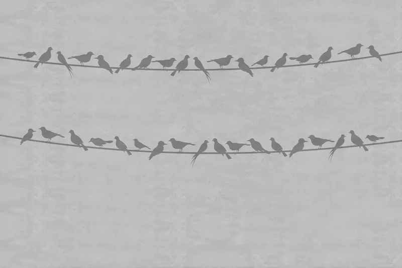 טפט - צופורים על קיר בטון