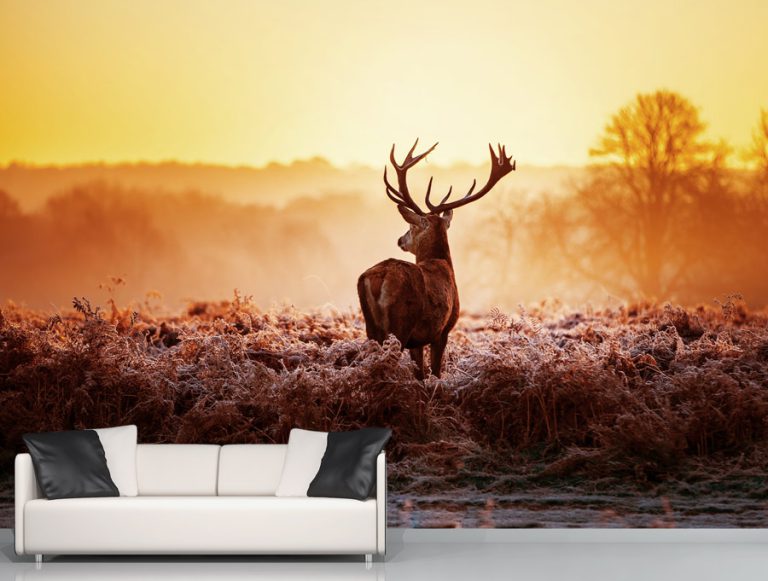 מדבקת טפט | אייל מסתכל לאופק גווני אדום