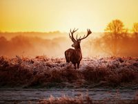 מדבקת טפט | אייל מסתכל לאופק גווני אדום