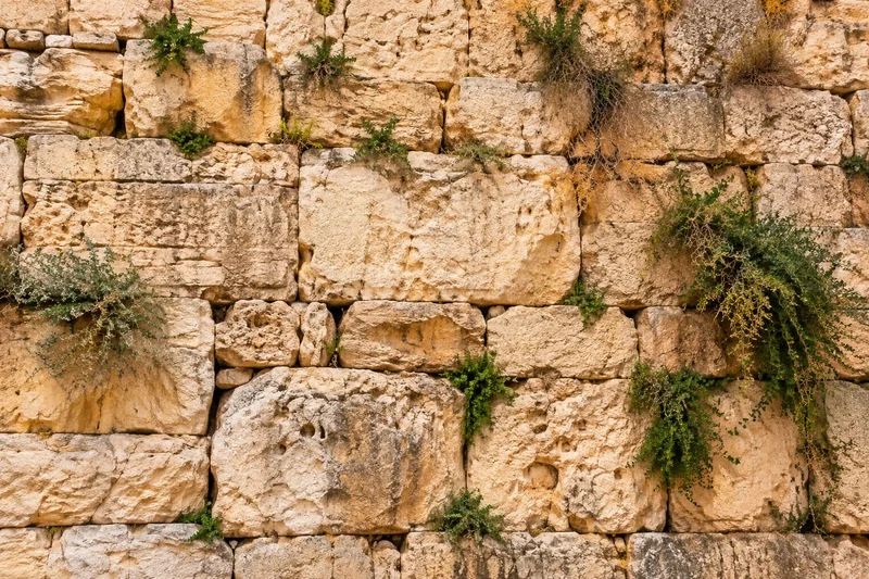 טקסטורה טבעית של אבנים בגווני בז' וצמחייה ירוקה בין החריצים